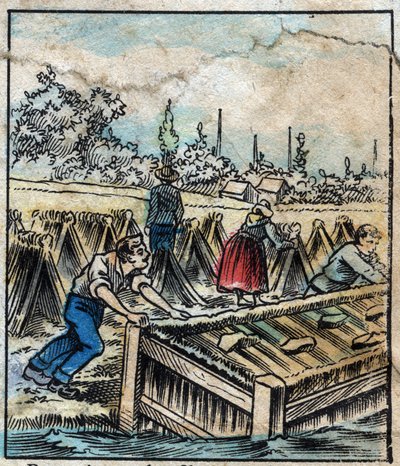 Textile, lin. Rouille du lin : pour séparer les filaments de paille, les bottes de lin sont trempées dans l