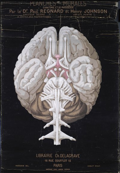 Le Cerveau, de Planches Murales d