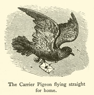 Le pigeon voyageur volant droit vers la maison - French School