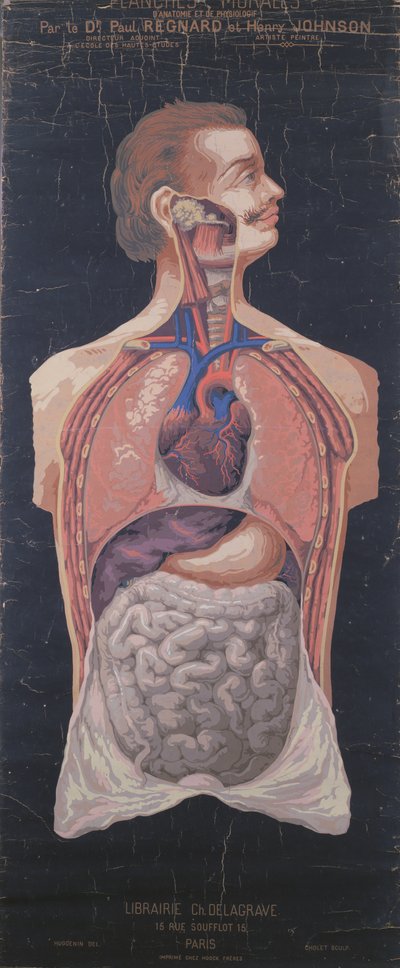 La Poitrine et l