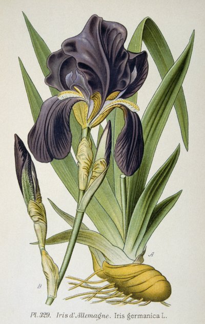 La fleur d