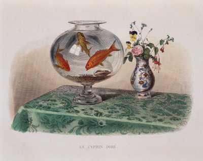 Les poissons rouges (poissons rouges dans leur bocal) - dans « Lacepède » - French School