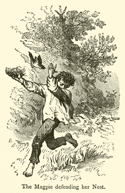 La pie défendant son nid (gravure) - French School