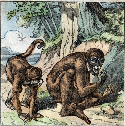 Le singe et la noix. Fable de Jean-Pierre Claris de Florian (1755-1794) romancier, poète et fabuliste français. Illustration de la fin du XIXe siècle. - French School