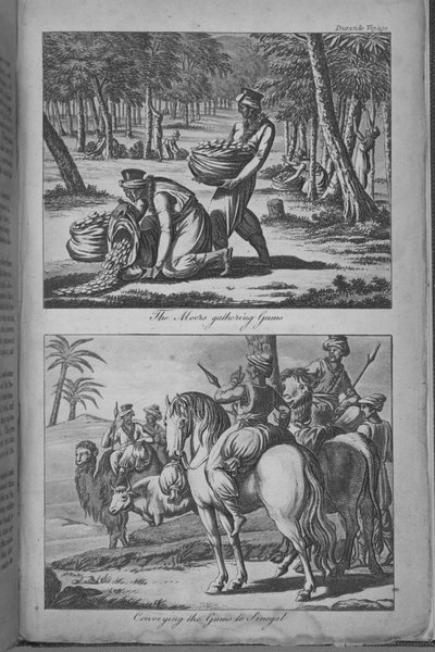 Les Maures récoltant des gommes et transportant les gommes au Sénégal, illustration de 