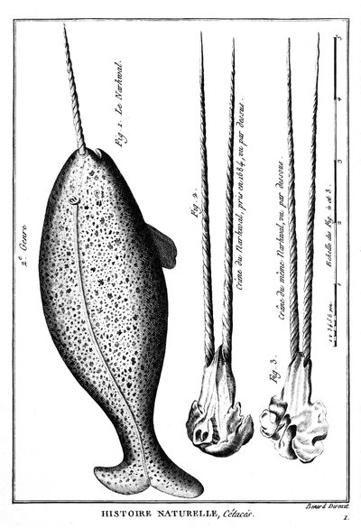 Le Narval, un cétacé - dans "Histoire naturelle" - gravure, n.d - French School
