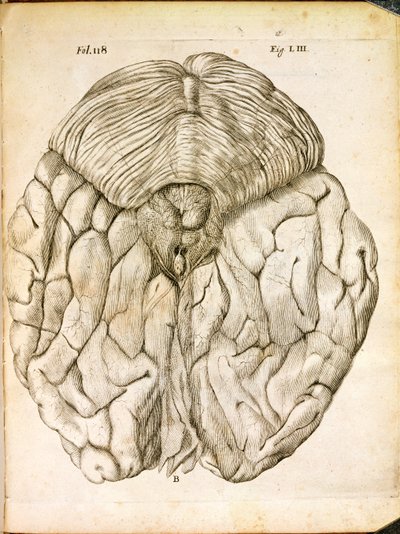 La Structure du Cerveau, de De Homine Figuris par René Descartes (1596-1650) publié à La Haye, 1662 - French School
