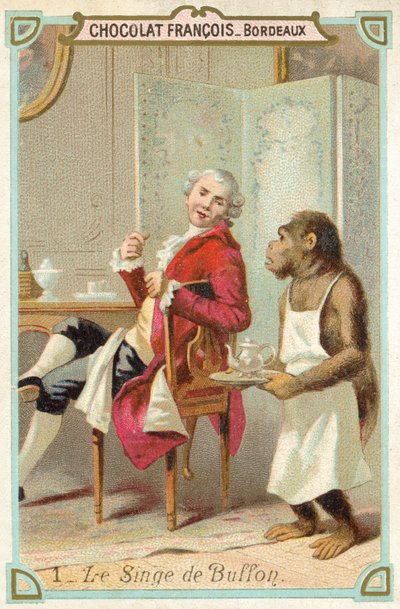 Le singe du Comte de Buffon, naturaliste français - French School