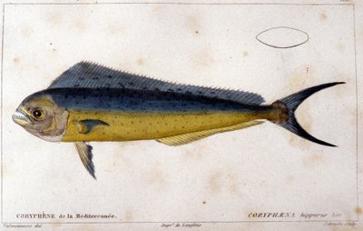 La coryphène de la Méditerranée d