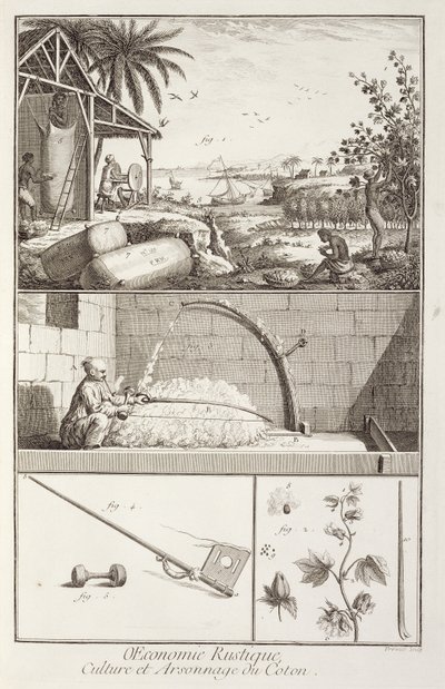 La culture du coton, de l