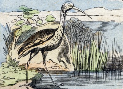 Le courlis. Gravure dans "Buffon Alphabet des Oiseaux n° 2". 3e Série n° 2. Imagerie d