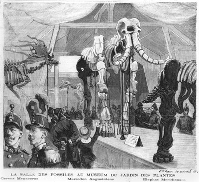 La salle des fossiles au Musée d