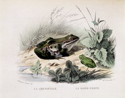 La grenouille et la pluie verte (grenouille) - dans « Lacepède » - French School