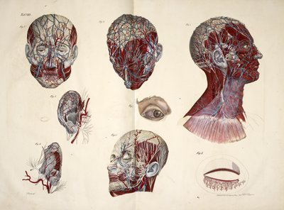 La tête, l