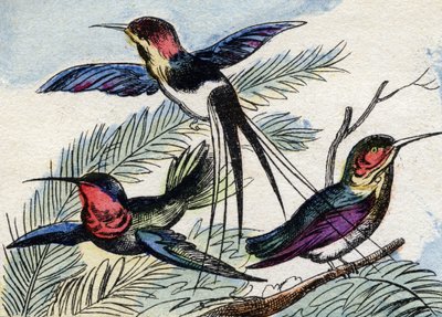 Le colibri. Gravure dans "Buffon Alphabet des Oiseaux n° 2". 3e Série n° 2. Imagerie d