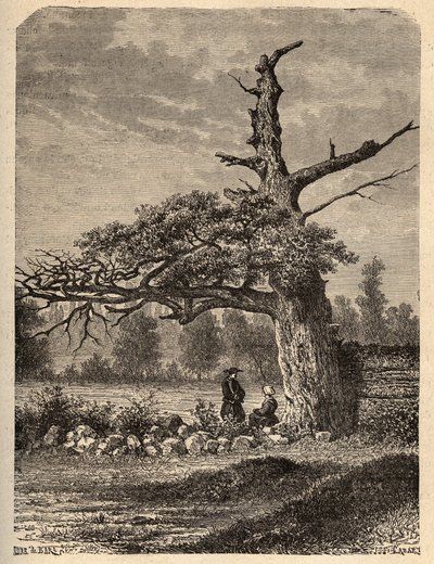 Le chêne d