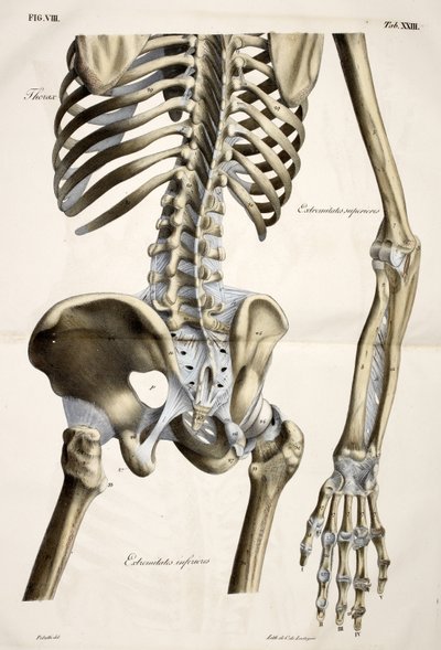 Thorax, tiré de Planches anatomiques du corps humain exécutées d
