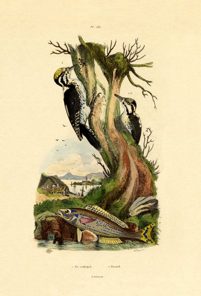 Pic tridactyle, 1833-39 - French School