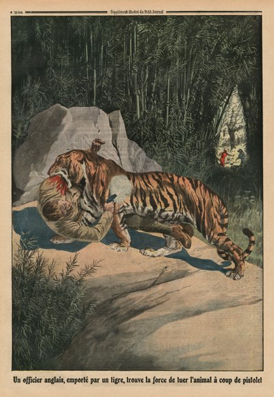 Tigre attaquant un officier britannique, illustration de couverture arrière de 