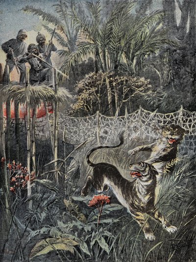 Chasse au tigre dans les jungles en Inde : les rabatteurs sont derrière le filet et les chasseurs sont en sécurité sur le belvédère. Gravure dans 