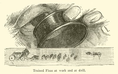 Puces dressées au travail et à l