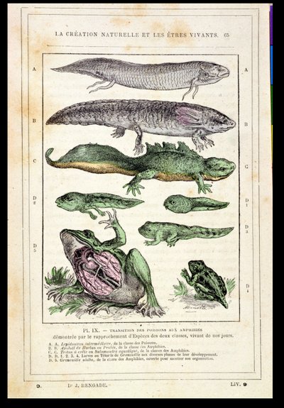 Transition des poissons en amphibiens, d