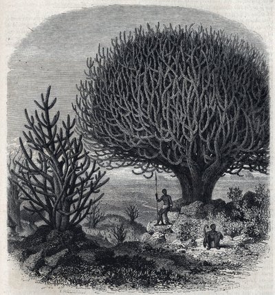 Arbre Euphorbe en Afrique de l