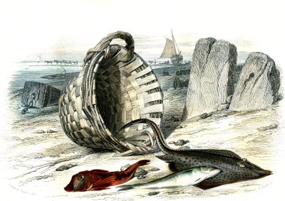 Trigle grondin (Trigle cuculus), merlan (merlangius merlangus), raie grondin (dipturus batis) - Planche extraite de Histoire Naturelle par Bernard Germain de Lacépède (1856-1925), édition P. Furme, Paris - French School