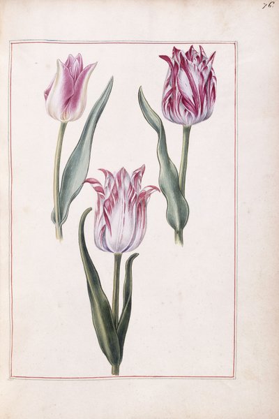Tulipes, 18e siècle - French School