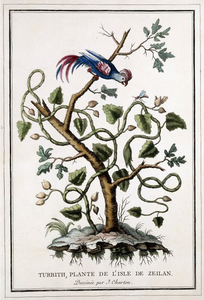 Turbith, plante de l