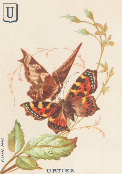U : Urtiex (Aglais urticae ou Petite Tortue) - French School