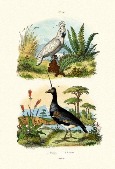 Cacatoès à huppe jaune - French School