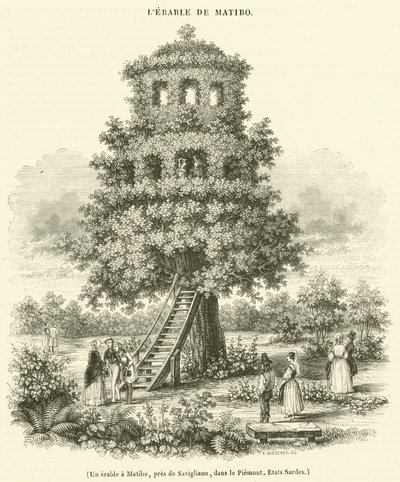 Un erable a Matibo, pres de Savigliano, dans le Piemont, Etats Sardes (engraving) - French School