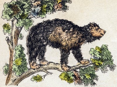 Unau (paresseux). Gravure dans « Alphabet des animaux sauvages ». 9e série. Imagerie d