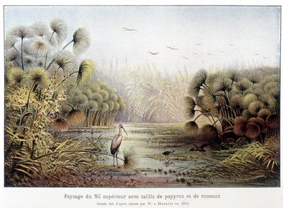 Passage du Nil supérieur avec des papyrus et des taillis de roseaux - French School