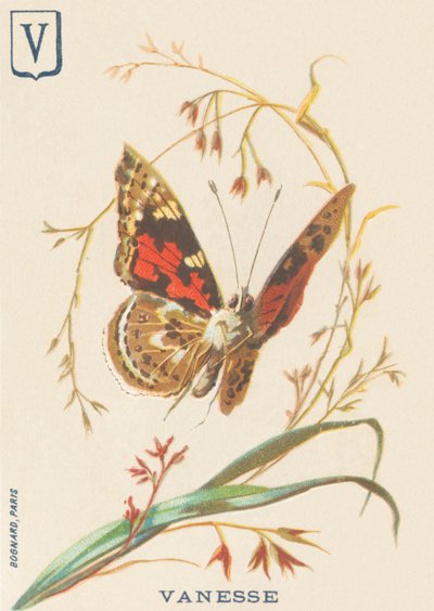 Vanesse (Vanessa cardui ou Belle-Dame ou Vanesse du chardon) - French School