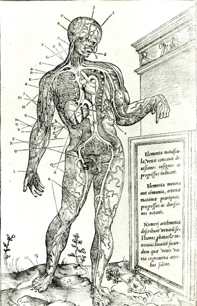 Système vasculaire selon Charles Etienne, de De dissectione partium corporis humani libri tres, 1545 - French School