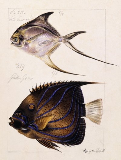 Velle... Etc, vers 1850 - French School