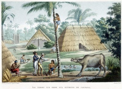 Vue prise dans les environs de Coupang, île de Timor - French School