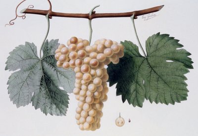 Viognier grape variety, Viogne