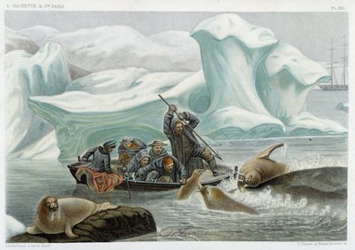 Chasse au morse - dans « Le monde de la mer » par Alfred Fredol, Hachette, Paris - French School