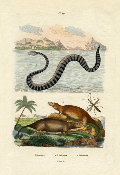 Rat d