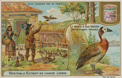 Dendrocygne veuf, domestiqué par les Indiens d
