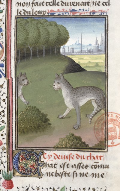 Chats sauvages, du Livre de la Chasse par Gaston Phébus de Foix - French School