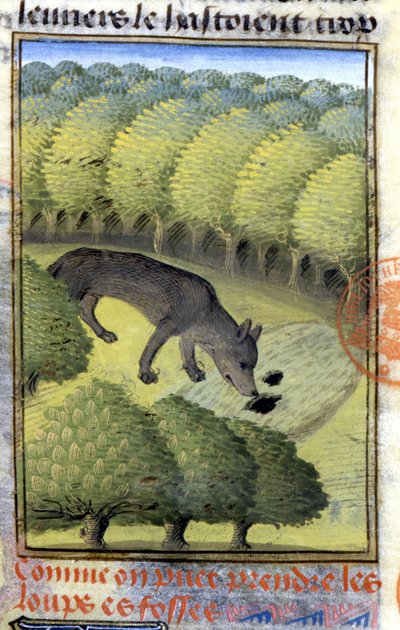 Loup - dans « Livre de chasse de Gaston Phébus, comte de Foix, seigneur de Béarn » - French School