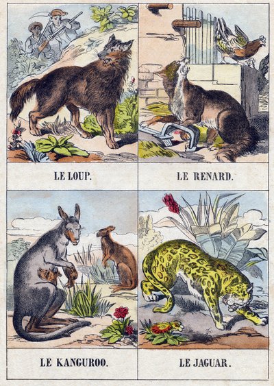 Loup; Renard; Kangourou; Jaguar. Gravure dans "Buffon Alphabet des Animaux". 3e Série N 1. Imagerie d