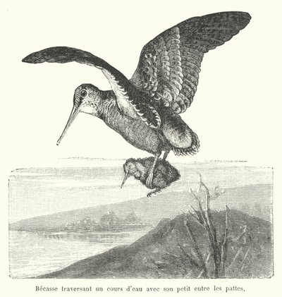 Bécasse portant son poussin au-dessus d
