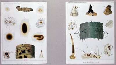 Travail sur la maladie du ver à soie présenté par Pasteur à l