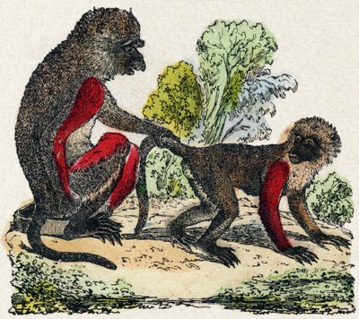 Yarques. Gravure dans « Alphabet des animaux sauvages ». 9e Série. Imagerie d