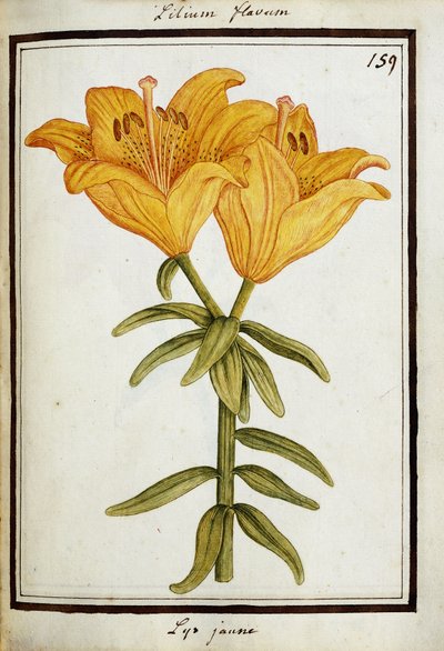 Lys jaune, vers 1700 - French School